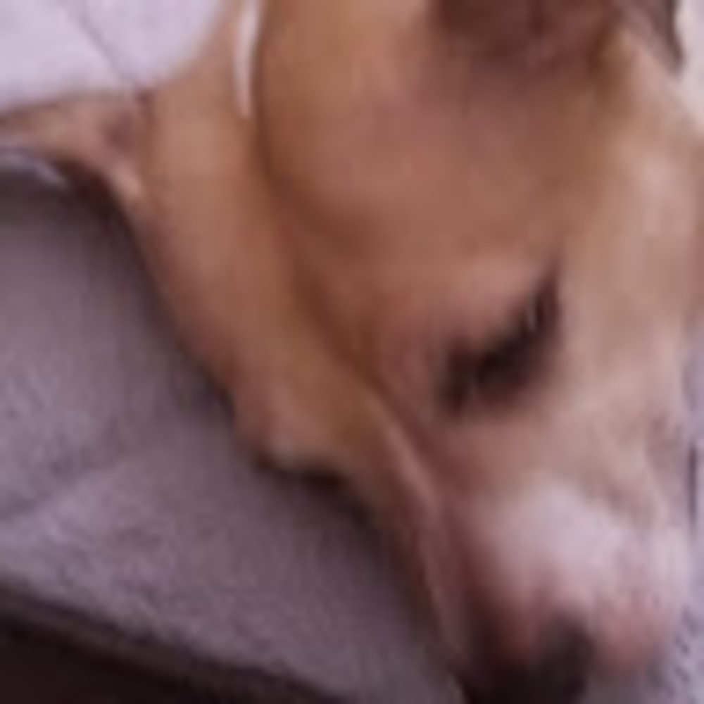 Meet your Posher, Donnetta